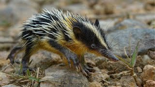 quotMindBlowing Lowland Streaked Tenrec Facts Revealed  Unbelievable Information [upl. by Hills]