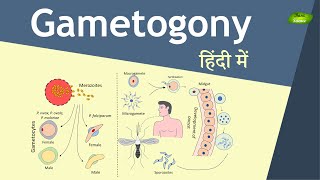 Gametogony in Plasmodium in Hindi  Malaria Transmission  Basic Science Series [upl. by Sollie121]