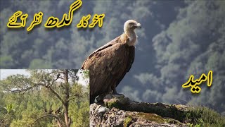 Salo bad Pakistan me gidh dubara nazar aye  hope of vultures in pakistan [upl. by Margaux647]