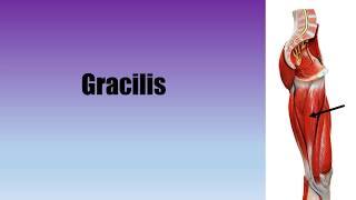 Muscle Actions Gracilis [upl. by Neilson]