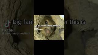 hyrax screaming mama [upl. by Adiela682]