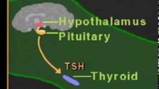 thyroid hormone physiologympg [upl. by Salokin]