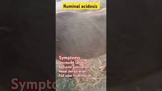 Ruminal acidosisacidosisrumanabomesumbuffalofarminginpakistanveterinaryclinicanimals [upl. by Lynden396]