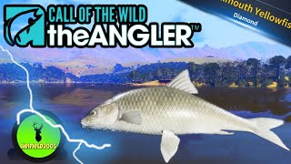 Diamond Smallmouth Yellowfish On Stream Cotw The Angler [upl. by Mihsah876]