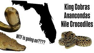 EXPOSING The TRUTH About Florida’s “Newest” Invasives Nile Crocs Anacondas amp more [upl. by Assyral577]