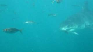 Great White Shark Cage Diving Gansbaai South Africa With Mike Rutzen [upl. by Sacttler]