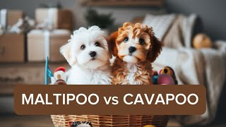 MALTIPOO vs CAVAPOO Main differences [upl. by Nahtaj558]