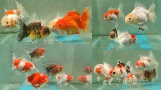 Bigchan Brothers Selling Imported Oranda Goldfish under Rupees 1 [upl. by Astera625]