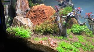 HD Rotala Vietnam Hra planting and 30 days growing [upl. by Boffa781]