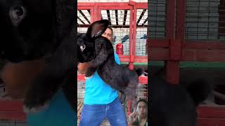 Giant Rabbit rabbit pets bunny rabbitry pet [upl. by Dauf]