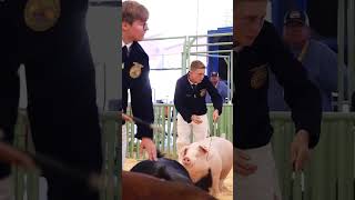 Krew and his Landrace Shamrock at MidState Fair in Hog Showmanship showpigs livestockshow [upl. by Ittam828]