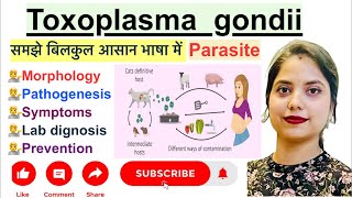 Toxoplasma gondii parasite in Hindi  Morphology  Pathogenesis  Lab diagnosis  Preventation [upl. by Jorey]