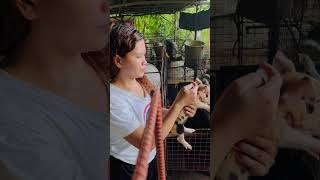 inject ng mycoplasma 7days old pigging animals pigfarming farming pig farmlife [upl. by Eednim]