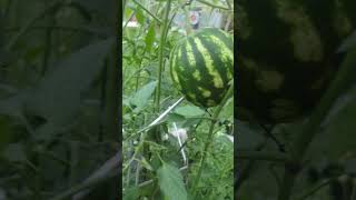 Can you trellis watermelon garden [upl. by Anaer535]