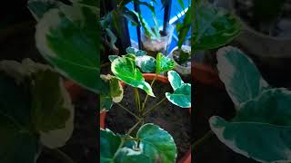 Araliaplantgarden beautifulgardening trending youtubeshorts [upl. by Eirameinna]