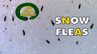 Snow Fleas  Springtails  Econo Challenge [upl. by Hseyaj275]