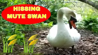 Hissing Mute Swan at Mass Audubon Stony Brook [upl. by Otirecul711]