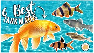 6 BEST TANK MATES For LARGE GOLDFISH  Freshwater Fish Care [upl. by Margaux]