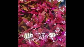 Red EASY to Keep Aquarium Plant  3 Types of Alternanthera Reineckii [upl. by Nwaf]