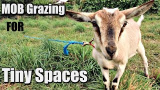 How to Make Your Own Grazing TieOuts For Mob Grazing On Tiny Acreage [upl. by Anauqahc579]