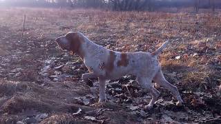 Bracco italiano pointing quail  Bracco italiano stójka do przepiórki [upl. by Suzy646]