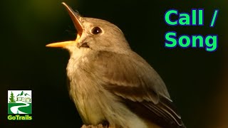 Eastern wood pewee call  song  sound  Bird [upl. by Jerroll]