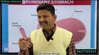 Ruminants stomach l fore stomach l Rumen l Reticulum l Dr Umar Khan [upl. by Akenahs]