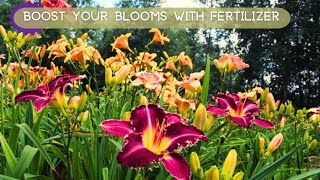 Boost Your Daylily Blooms with Fertilizer [upl. by Etnovaj]