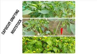 RootStock for Grafting of Chili capsicum [upl. by Wengert985]