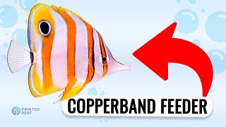 Feeding Made Simple Train Your Copperband Butterflyfishs Diet [upl. by Capone479]