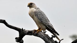 White Gyrfalcon nesting in Siberia [upl. by Bonnee461]