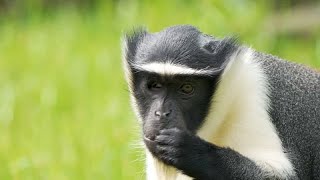 West African Roloway monkeys one of the most endangered species arrive UK Zoo [upl. by Ecilegna746]