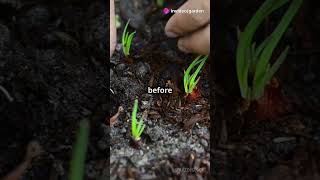 Plants to Grow in November 🌿🍂 garden gardening gardeningtips NovemberPlanting growinnovember [upl. by Maris448]