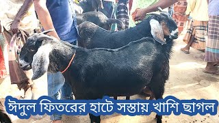 ঈদুল ফিতরের হাটে সস্তায় দামে খাশি ছাগল কিনার ক্রেতা নেই।। 542024 রাজশাহী তাহেরপুর হাটে  Goat [upl. by Hussey]