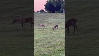 A Male Deer Biting his Tail [upl. by Cecilius]