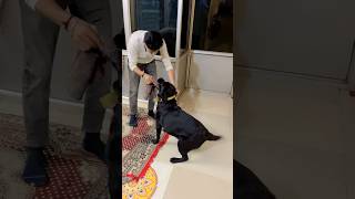 Pet Conversation  pettalk viralvideo labradorlovers youtube pets petlovers dog dogshorts [upl. by Farlie]