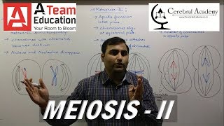 Meiosis 2  Cell Division  Class 10  Biology Class 11 [upl. by Helene]