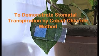 Cobalt Chloride Experiment to demonstrate Transpiration [upl. by Nicolette800]