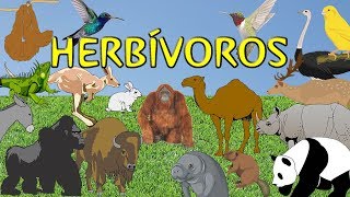 Animales herbívoros para niños [upl. by Leirza]