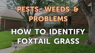 How to Identify Foxtail Grass [upl. by Em18]