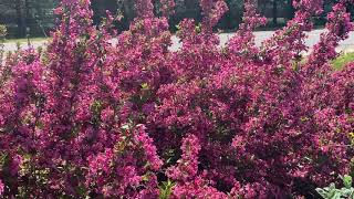 SONIC BLOOM® Pink Weigela  Garden Crossings [upl. by Hillary976]