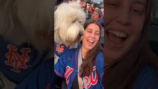 MY GIANT FLUFFY dog went to a Baseball game and this is how it went dogshorts samoyed puppy [upl. by Analeh895]