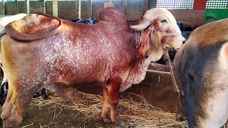 Indian Dairy Farm  Buffaloes amp Cow Dairy Farm [upl. by Elkcim549]