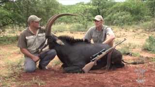 Garamtata Safaris Sable Hunt Limpopo Province South Africa [upl. by Ezirtaeb221]