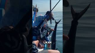 SPANISH MACKEREL‼️ IKAN TENGGIRI 8KG NAIK 🔥🔥 [upl. by Atinas]