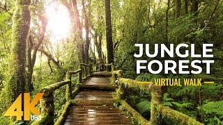 4K Nature Treasures of Hawaii Botanical Garden  Jungle Forest Cinematic Virtual Walk Slow Motion [upl. by Kenneth]