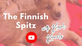 Finnish Spitz  Learn about the Finnish Spitz dog breed [upl. by Dewees]