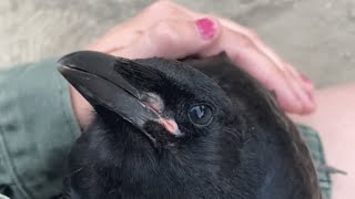 Woman raises crow and helps him return to the wild [upl. by Isabeau]