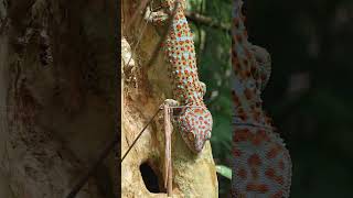 Tokay gecko [upl. by Lotte]