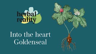 Goldenseal Rooting for Natural Health [upl. by Odnanref]